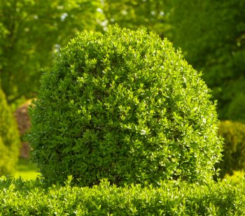 boxwood shrub planting shrubs in winter