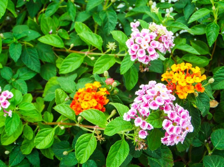 winter hardy container plants