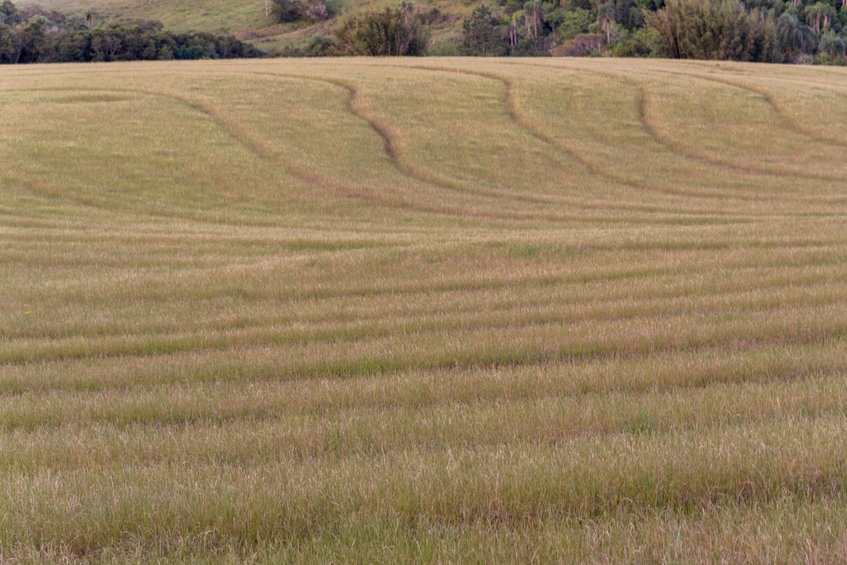 annual ryegrass field