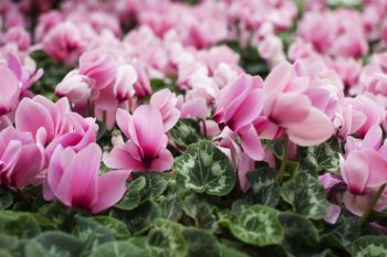 cyclamen