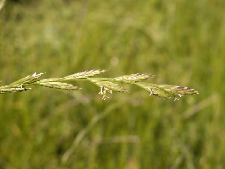 fescue vs ryegrass