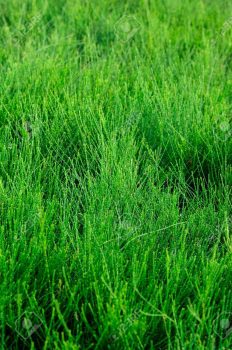 cool season turfgrass