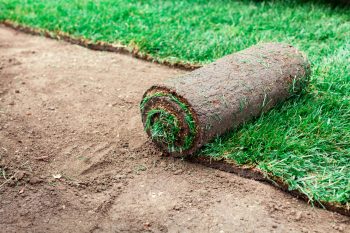 Fertilize new bermuda sod