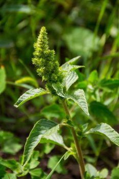Common Weeds Found in North Texas- pigweed
