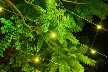 fairy lights among tree leaves at night