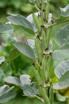 close-up of fava bean plant in garden