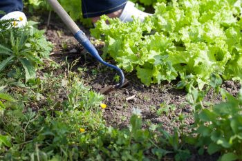 lettuce in garden with hoe in background