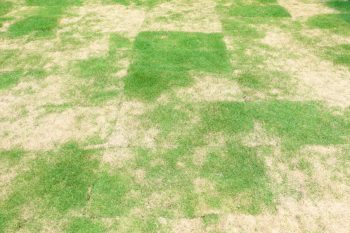 dry lawn