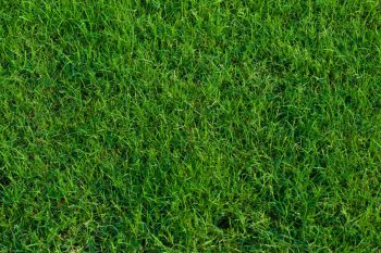 mow at recommended height