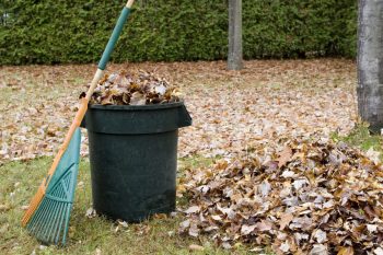 raked leaves 
