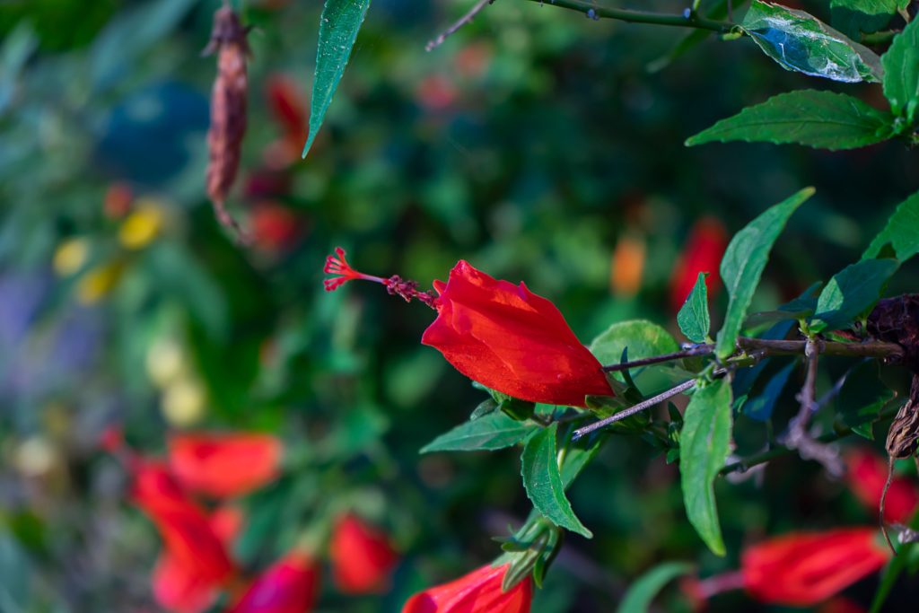 Native Plants of North Texas: 6 Low Maintenance Plants