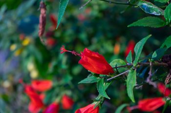 native plants of north texas
