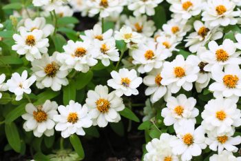 blackfoot daisy flowers