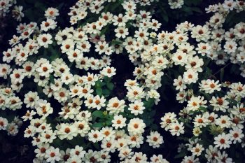 native plants of north texas