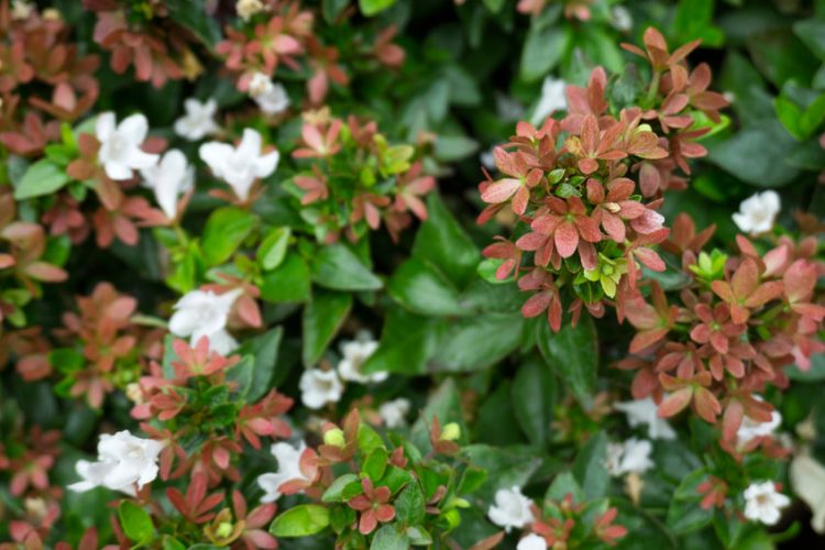 Full Sun Shrubs for Texas: Brighten Up Your Yard With Our List