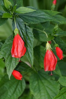 turk's cap