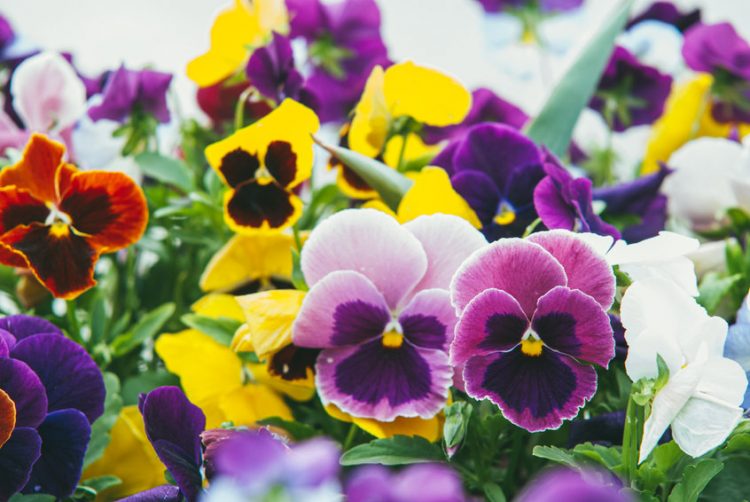 Which Flowers Bloom in Winter: Create a Cold-Weather Garden