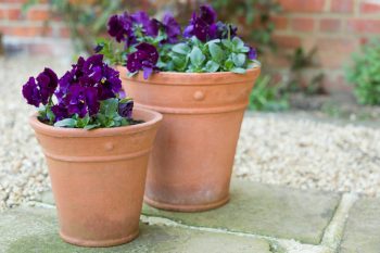 purple potted pansies