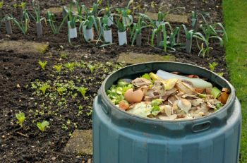 Composting 101: a beginners guide to composting