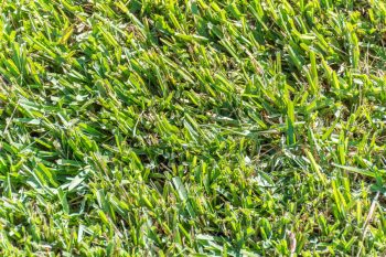 centipede grass-shade-tolerant