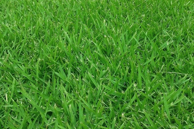 When to Plant Zoysia Grass in Texas