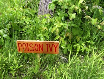 poison ivy shrub
