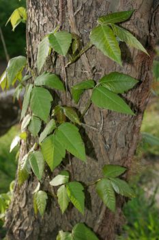 poison ivy vine