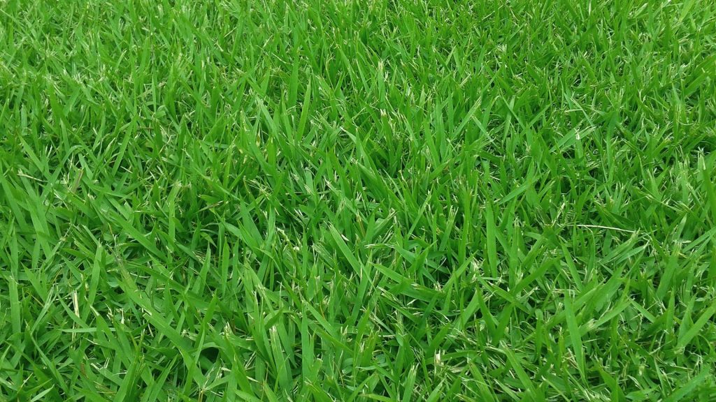 zoysia grass