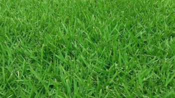 zoysia grass