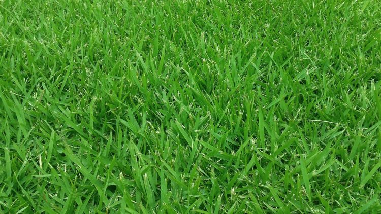 how to make grass green in summer