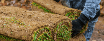 Sod installation service in frisco