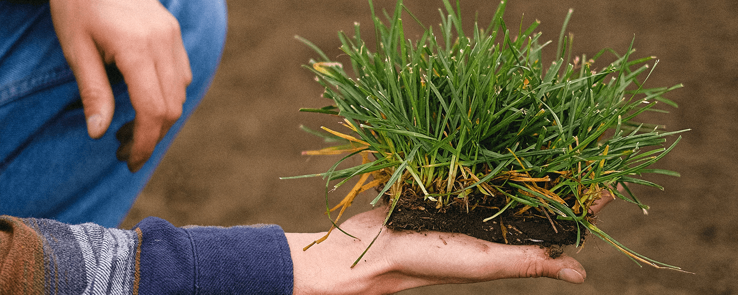 Melissa Sod Installation Services- Professional Sod Installers