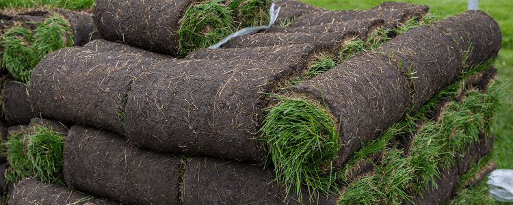 Plano Sod Installation | JC's Landscaping- Premium Sod Varieties