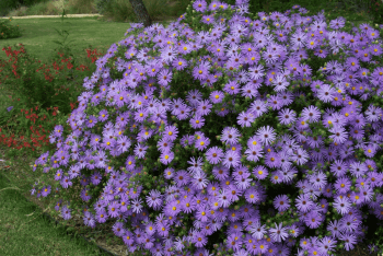 purple fall aster