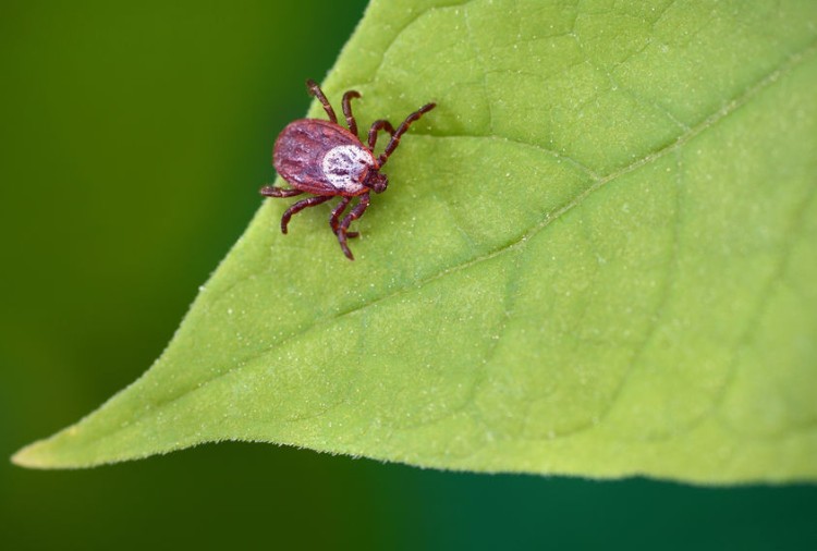 How to Get Rid of Lawn Mites Fast and Effectively