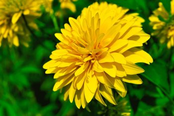 yellow chrysanthemum
