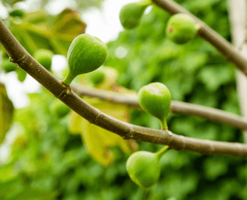 fig tree fertilization