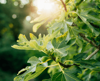 Fig Tree