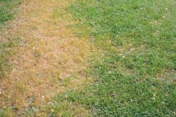 how to get rid of lawn mites