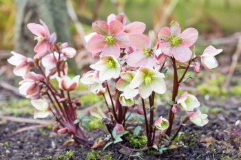 pink and white christmas hellebore
