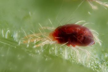 How to get rid of spider mites