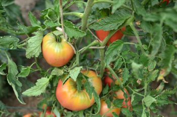 tomatoes growing on vine