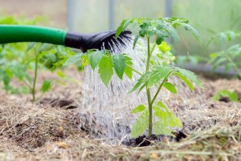 young tomatoes getting watered