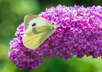 butterfly on purple flower
