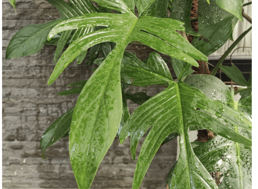 4 Exotic Philodendron For Indoors