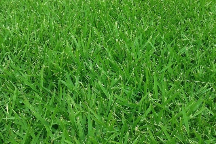 Which Type of Zoysia Grass is Best?