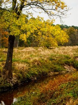 fall creek tree