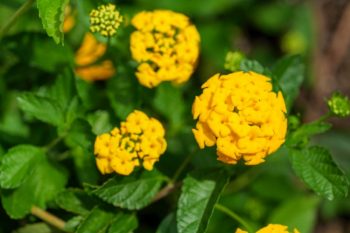 new gold lantana