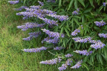 year round blooming garden