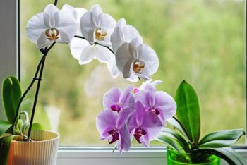 orchids-purple and white